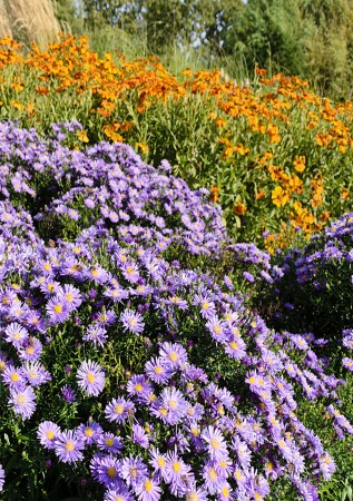 АСТРА кущова Blaue Lagune